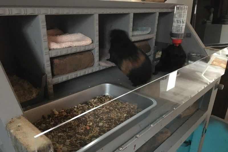 Casetas de plástico para animales | PlanchasdePlástico